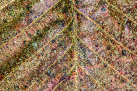 Image View Surface Of Leaves In Nature Seasonal.の写真素材