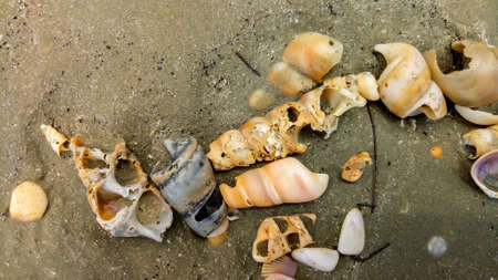 Image Of Sea Shells And Barnacles Fossil On Sandy Beach.