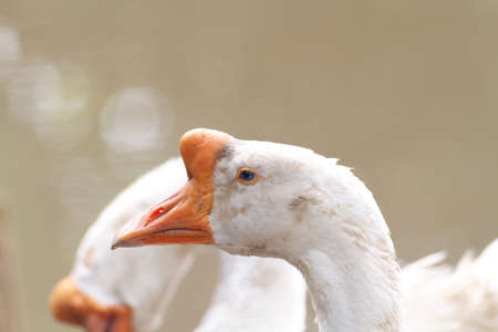 White Domestic Geese On A Poultry Farm. (Head Focus)の写真素材