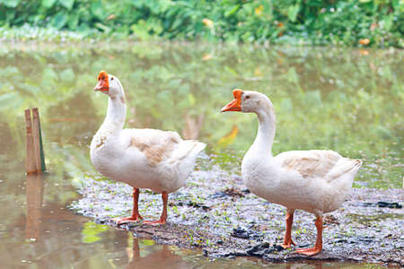 White Domestic Geese On A Poultry Farm.の写真素材