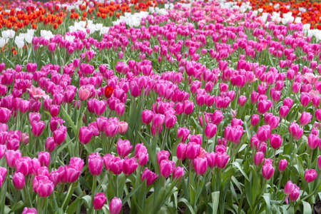 Brightly Tulip Blooming In The Winter Season.の写真素材