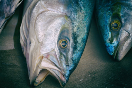 Close-Up Of Freshness Mackerel.の写真素材