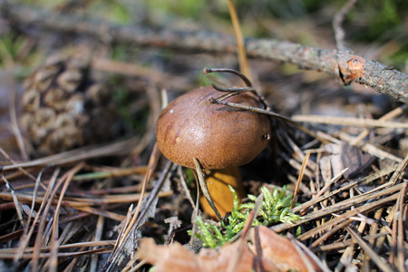 Mushroom Bay bolete (Imleria badia)の写真素材