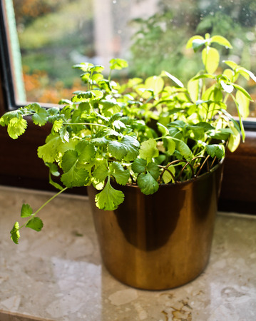 Herbs in pot, coriander, basilの写真素材