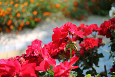 Red geraniums commonly known as storksbills in the garden.の写真素材