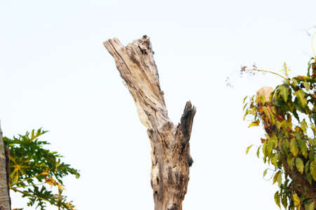 blur Stump dry with tree imagesの写真素材