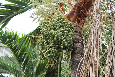ripe betel nut fruit on tree