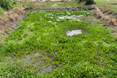 water hyacinth of nature images