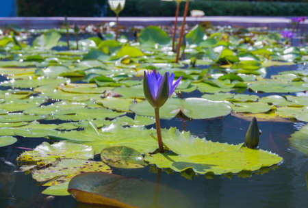 nature views a lotus flower imagesの写真素材