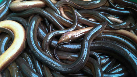 swamp eel images