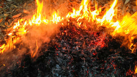 fire burning dry leaf in fire forest texture background
