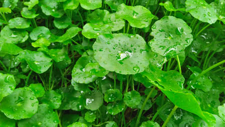 asiatica . close up of water drop on leaves . asiatic pattern