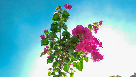 flower sky background . bougainvillea on background