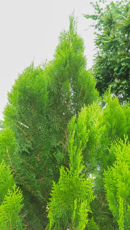 Leaves green in garden . Pine imageの写真素材