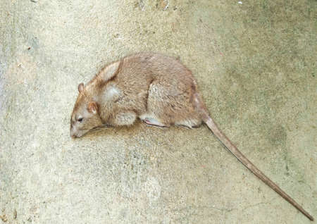 asian water rat images