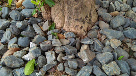 tree base decoration in lawnの写真素材