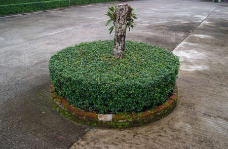 shrubs blur circle, cement floor on gardenの写真素材
