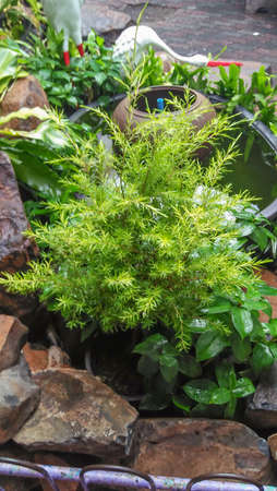 blur shrubs images in garden schoolの写真素材