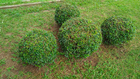 Shrubs green in the garden . Shrubs garden style esan thaiの写真素材