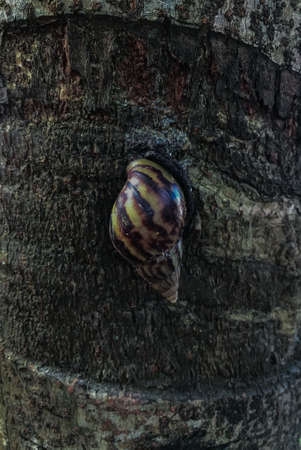 giant snail .  A giant snail climbing a treeの写真素材