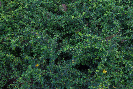 decorate shrubs . wall shrubs images