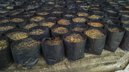 humus mix husk in black bag on plantの写真素材