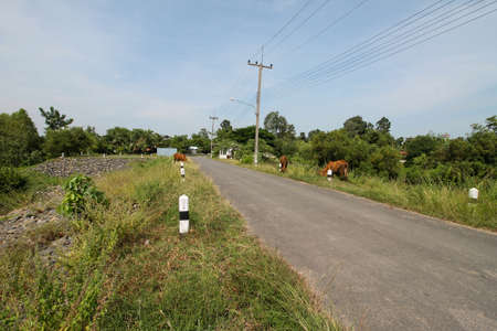 cow eat grass roadside damの写真素材
