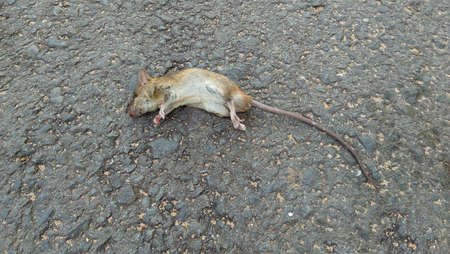 Dead rat on the road.