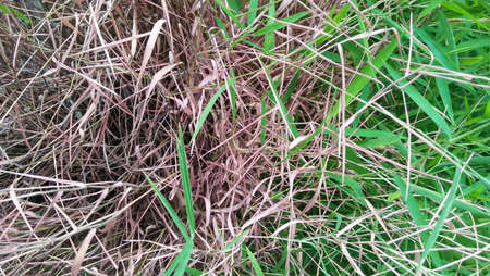 dry grass background . grass dry and mix leaf green