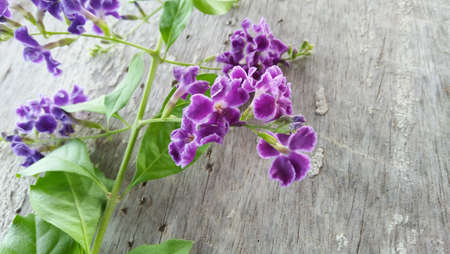 Wild orchid . Beautiful Purple white orchid on wood backgroundの写真素材