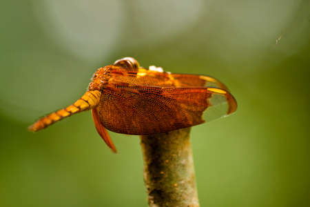 Dragonfly on the stem の写真素材