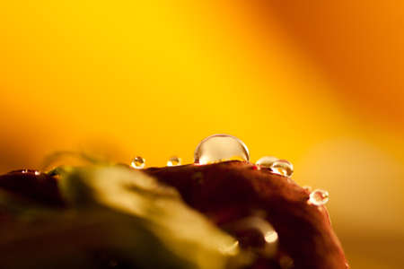 water drops on petalsの写真素材