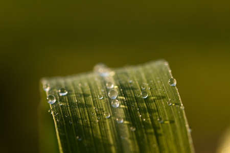 Drops in morning lightの写真素材