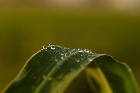 Dewdrops の写真素材