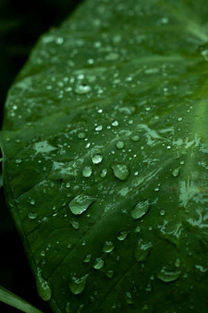 Close up wet Colocasia Esculenta leaves in rainy day with droplets , selective focus, selective...