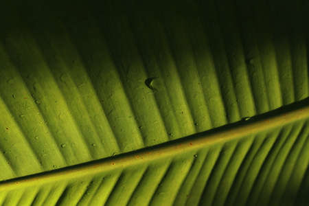 Fresh green banana leaves pattern of Indian borage,selective focus, selective focus on subject