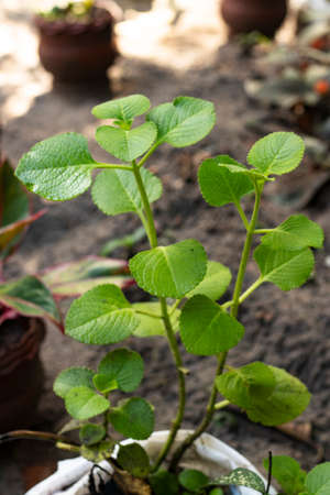 Fresh green leaves pattern of Indian borage, Country borage (Botanical name - Plectranthus...