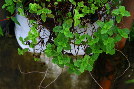 Culinary herb peppermint