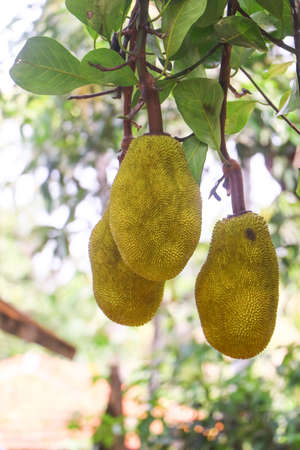 Young Jackfruit, Jack Tree. Tropical Fruit and Commonly Used in South and Southeast Asian Cuisines....