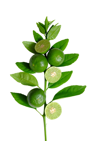 Lime and leave set on white backgroundの写真素材