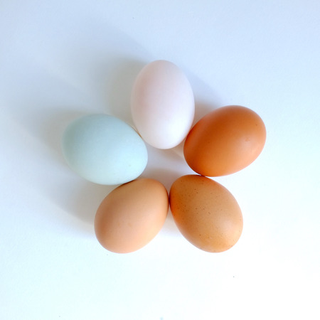 Difference color shade of chicken egg and duck egg arranged in a circleの写真素材