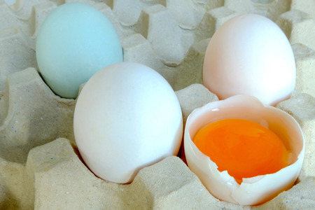 Yolk and duck egg put on paper trayの写真素材