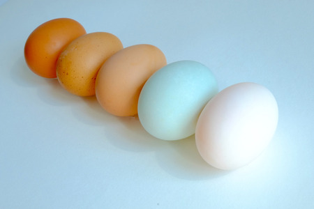 Chicken egg and duck egg line up on white backgroundの写真素材