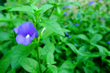 Brazillian snapdragon flower on leave backgroundの写真素材