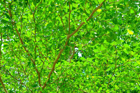 The branches and leaves of the ivory coast almond background which sunlight is shining through.の写真素材
