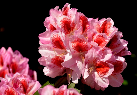 Rhododendron flower with a black backroundの写真素材