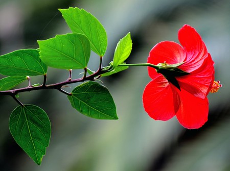 A branch with leaves and a red flowerの写真素材
