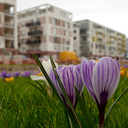 A garden with many crocus flowers in the middle of a city. The flowers are purple, yellow and white.の写真素材