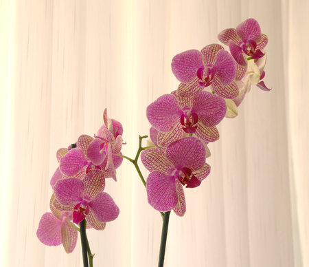Close up picture of two pink orchids in front of a white backgroundの写真素材