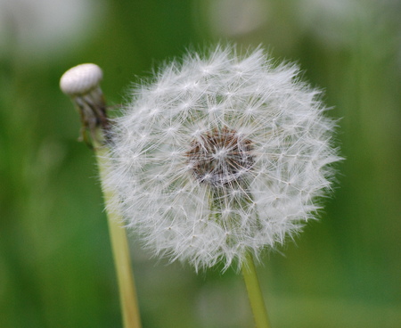 Phases of the life of dandelionsの写真素材